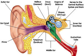 ear_diagram