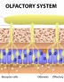 Therapy For Anosmia